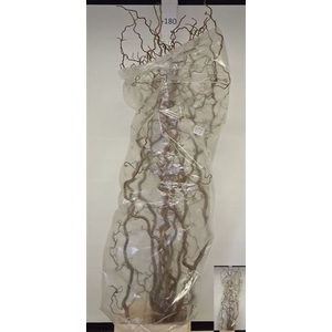 Corylus Av Contorta