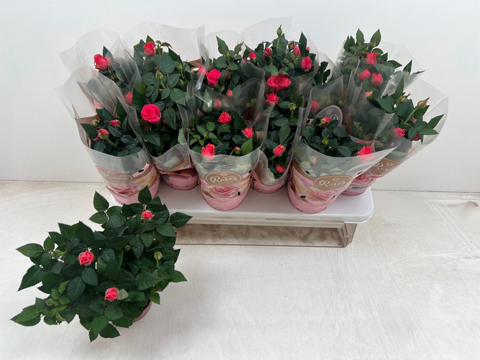 <h4>RO FAV RO PINK</h4>