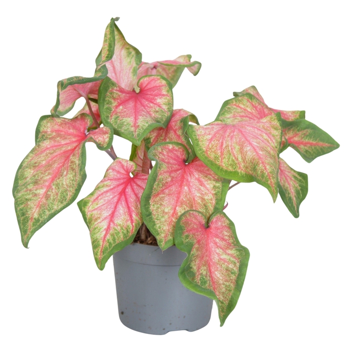 <h4>Caladium Sweetheart Decorum</h4>
