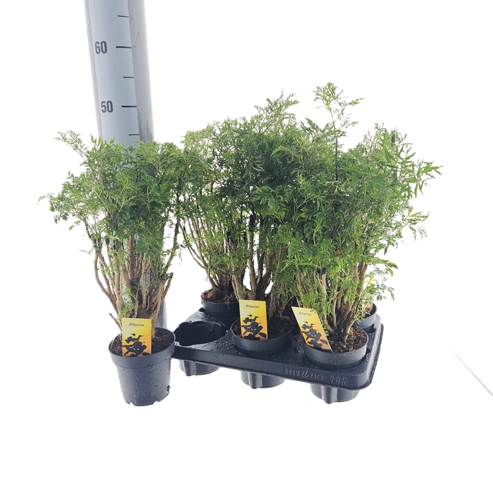 <h4>POLY FRUTICOSA</h4>