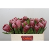 Protea Pink Ice