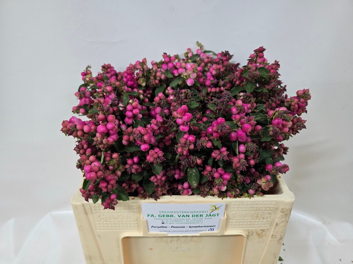 <h4>SYMPHO MAG RUBY FALL</h4>