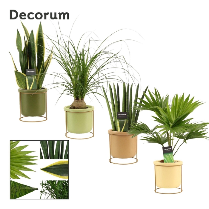 <h4>Groenmix 12 cm in Lynn (Silent moods-collection)</h4>