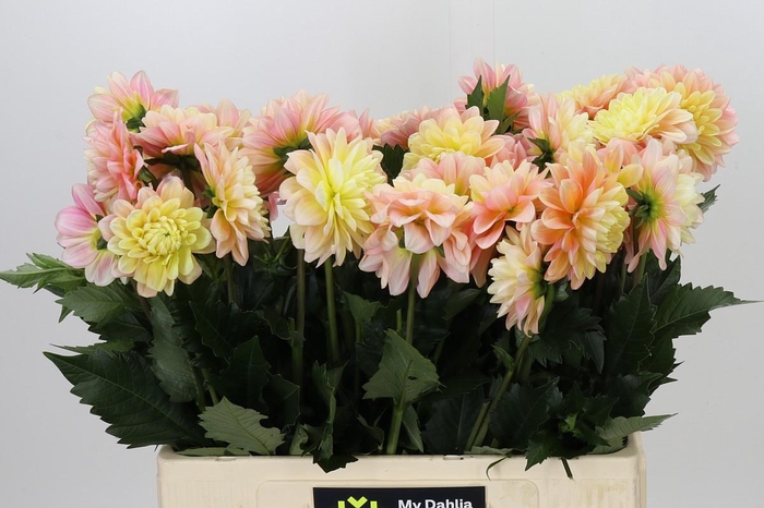 <h4>Dahlia Giovanna</h4>