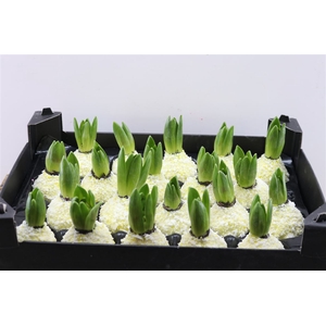 Wax Hyacinth Snow Geel