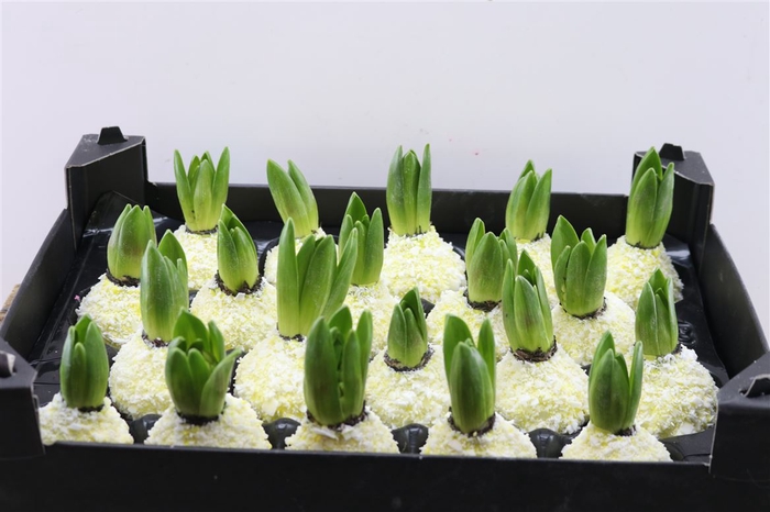 <h4>Wax Hyacinth Snow Geel</h4>