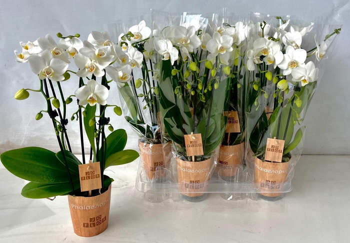 <h4>Cascade 3 tak</h4>