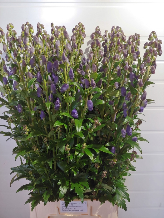 <h4>ACONI CAR ARENDSII</h4>