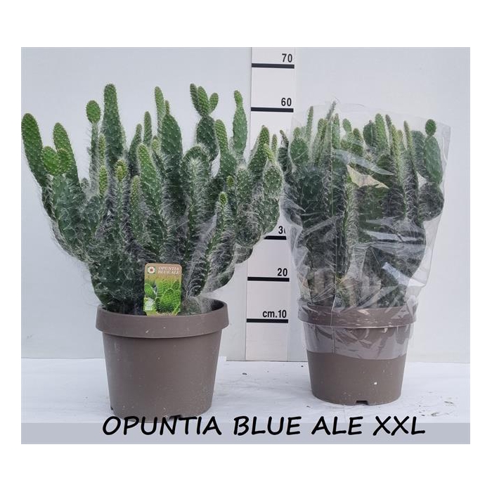 <h4>Opuntia azurea (Schijfcactus) (Cites) 25Ø 60cm</h4>
