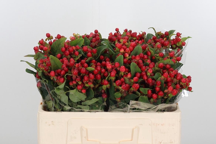 <h4>Hyp Mag Triumph</h4>