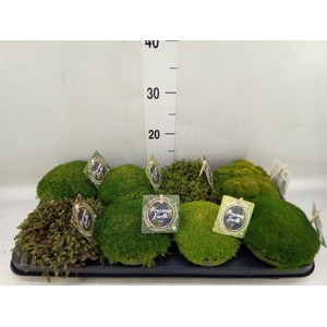 Vaste pltn   ...       [Perennials]