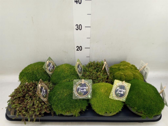 <h4>Vaste pltn   ...       [Perennials]</h4>