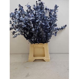 GESTABILISEERD EUC STUARTIANA BLAUW