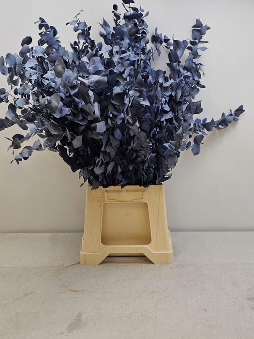 <h4>GESTABILISEERD EUC STUARTIANA BLAUW</h4>