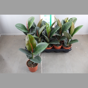 FIC EL ROBUSTA