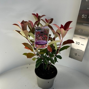 Photinia fraseri 'Carré Rouge'