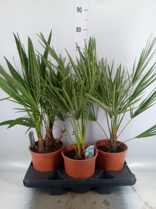 <h4>Chamaerops humilis</h4>