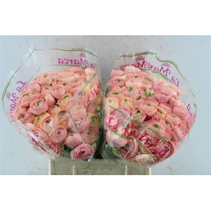 Ran Kloon Prima Tuareg