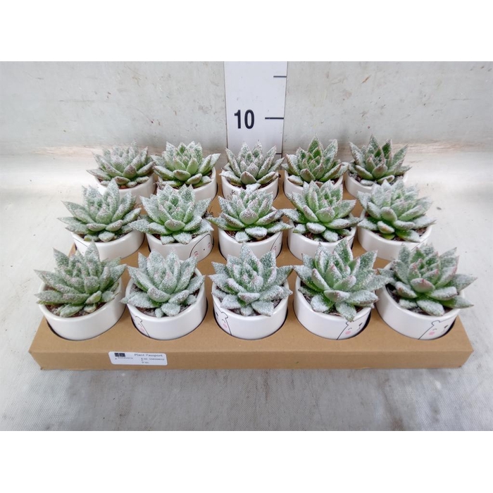 <h4>Echeveria  'Miranda'</h4>