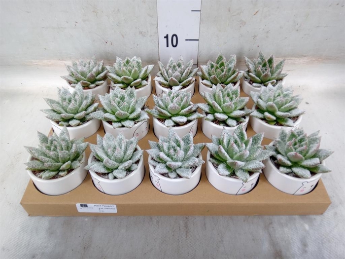<h4>Echeveria  'Miranda'</h4>