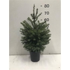 Picea Omorika