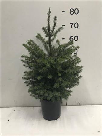 Picea Omorika