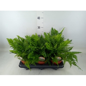 Polystichum tsussimense