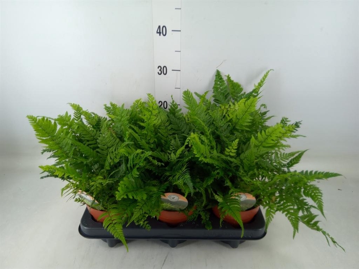 <h4>Polystichum tsussimense</h4>