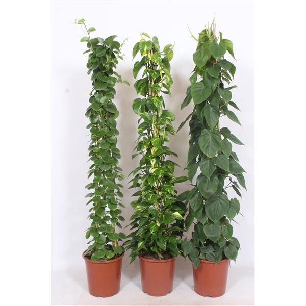 <h4>Mixkar piramide</h4>