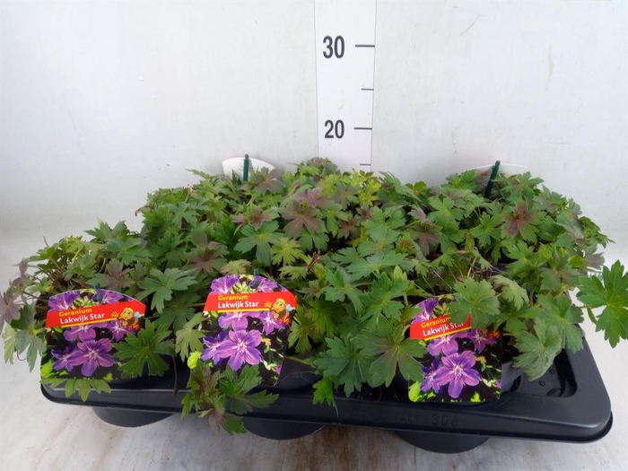 <h4>Geranium   ...</h4>