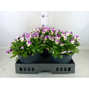 Viola corn. 'Evo Mini Pink Wing'