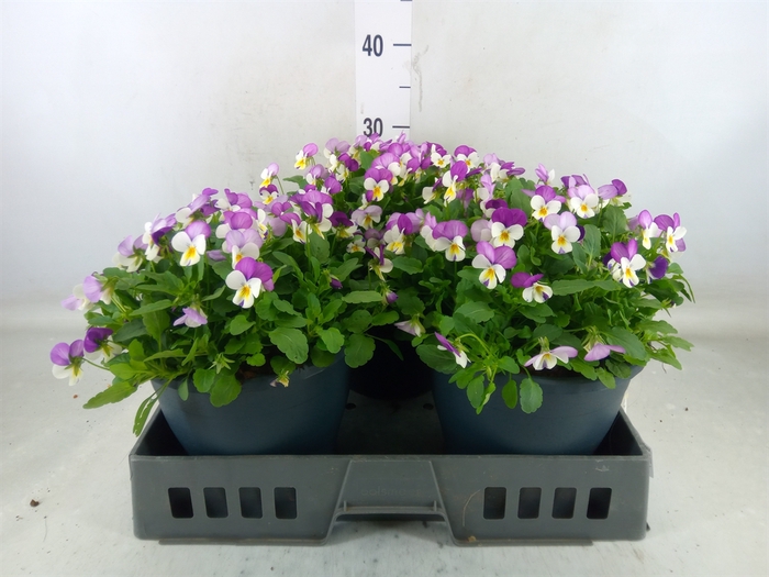 <h4>Viola corn. 'Evo Mini Pink Wing'</h4>