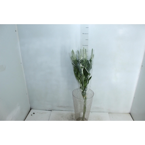 VERONICA LONGIFOLIA MELANIE WHITE 070 CM BRANCO