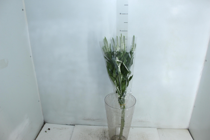 <h4>VERONICA LONGIFOLIA MELANIE WHITE 070 CM BRANCO</h4>