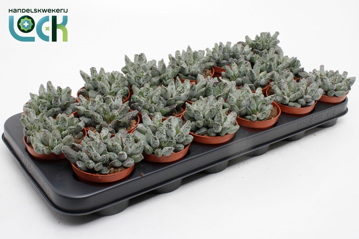 <h4>Adromi Cooperi</h4>