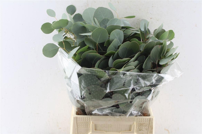 <h4>EUC POLYANTHEMO P BS</h4>