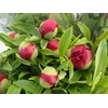 PAEONIA RED CHARM