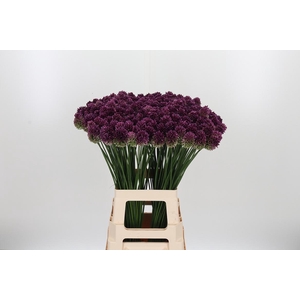 Allium Sphaerocephal (kogel)