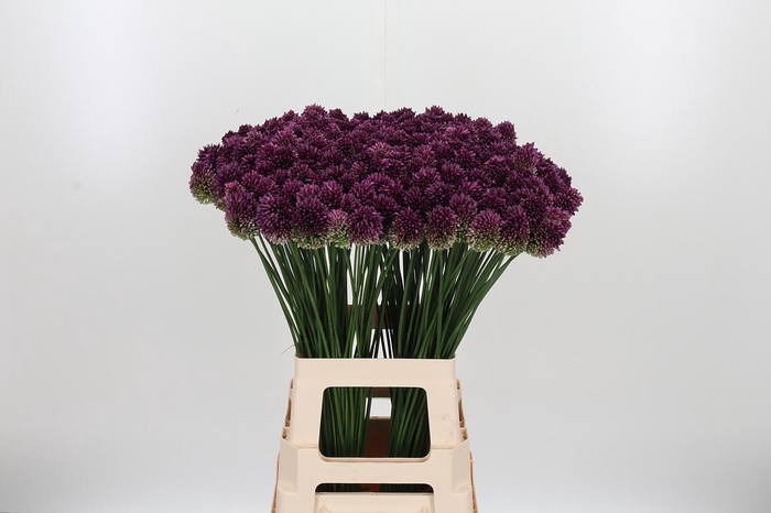 <h4>Allium Sphaerocephal (kogel)</h4>