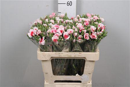 <h4>Di Tr Ov Rood/wit</h4>