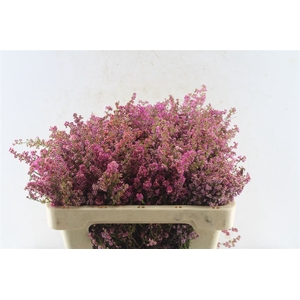 Kaaps Erica Pink
