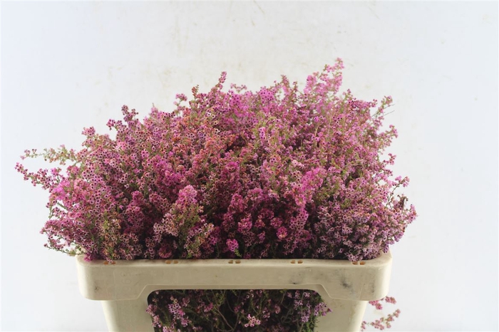 <h4>Kaaps Erica Pink</h4>