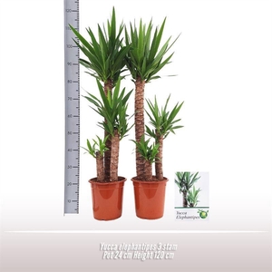 Yucca elephantipes 3 stam