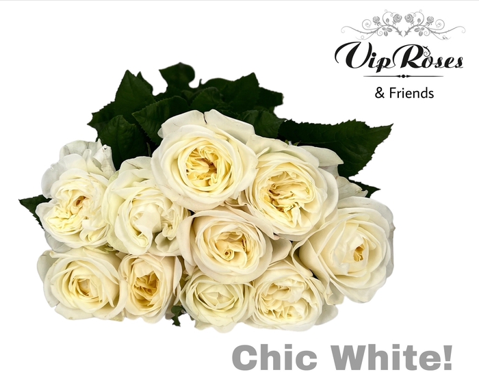 <h4>R GR CHIC WHITE!</h4>