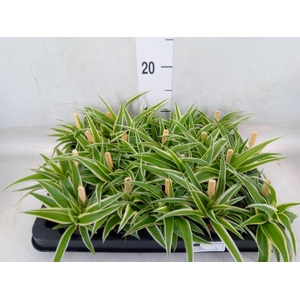 Chlorophytum com. 'Ocean'