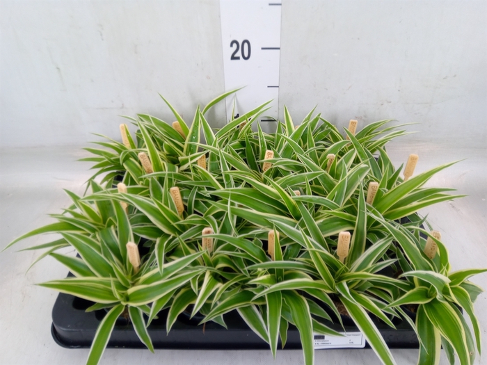 <h4>Chlorophytum com. 'Ocean'</h4>