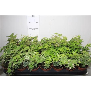 Hedera Helix Gemengd