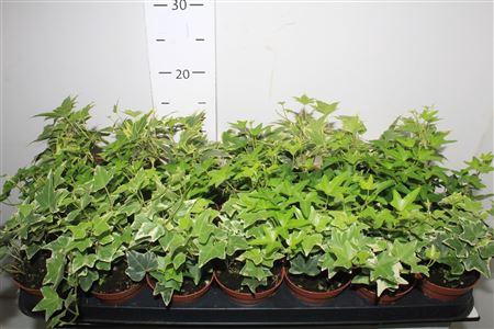 <h4>Hedera Helix Gemengd</h4>