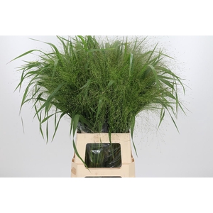 Panicum Fountain