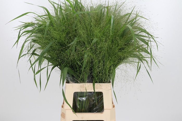 <h4>Panicum Fountain</h4>